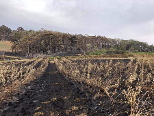 Adelaide Hills Busfire, Cherry + Apple Grower of Lenswood : bush fire burns orchard
